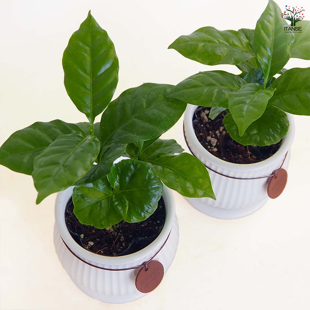 コーヒーの木 陶器鉢 【果樹の苗 3号／1個売り】｜ 【植物の