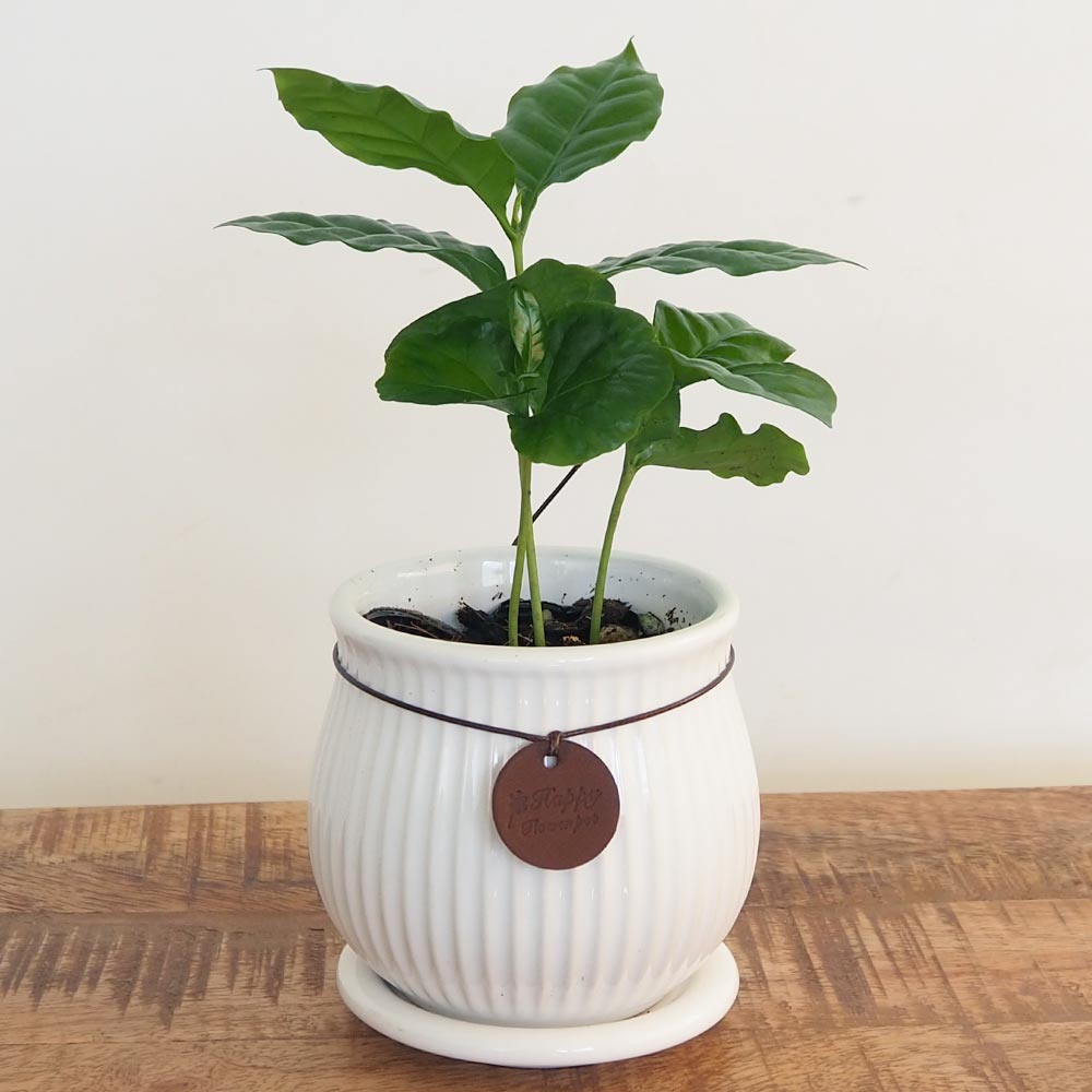 黒法師陶器鉢ごと①大苗大株2株、匿名配送 黒法師陶器鉢ごと①大苗大株2株、匿名配送 黒法師陶器