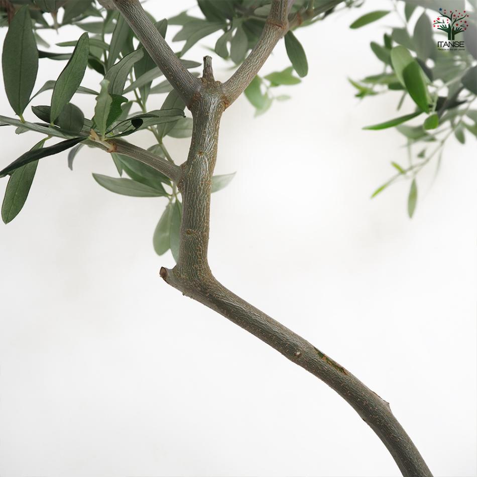 オリーブ ワラサ 【果樹の苗木 5号／1個売り】｜ 【植物の