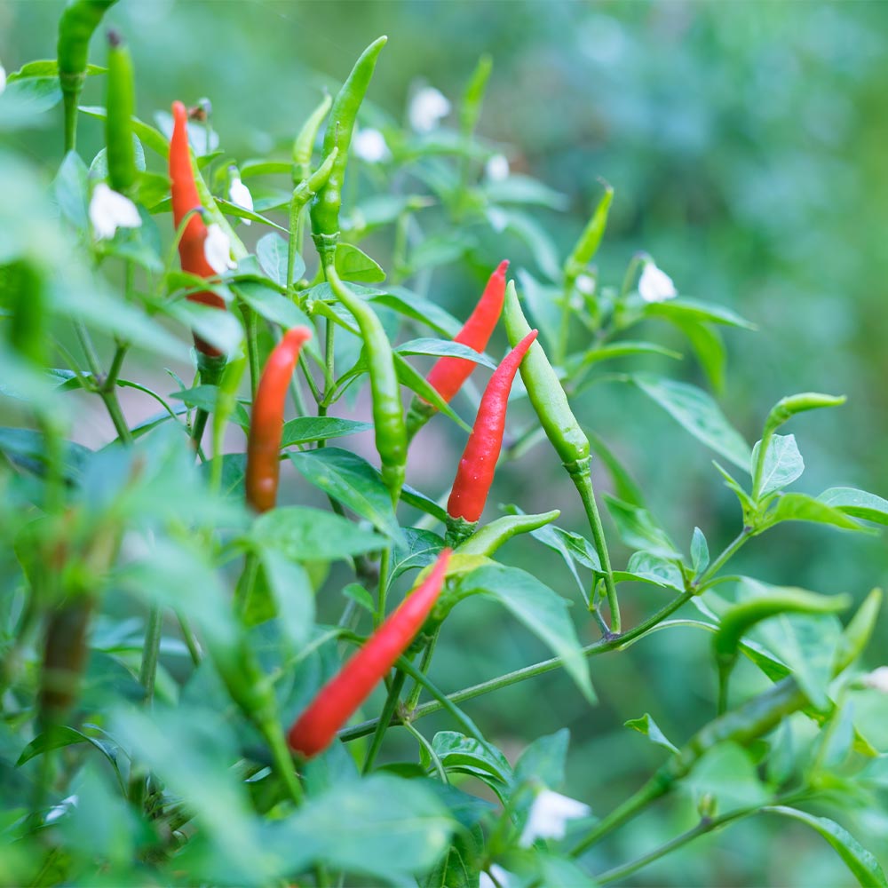 とうがらしの苗 タイトウガラシ プリッキーヌ2個～ 【野菜の苗 3.5号】