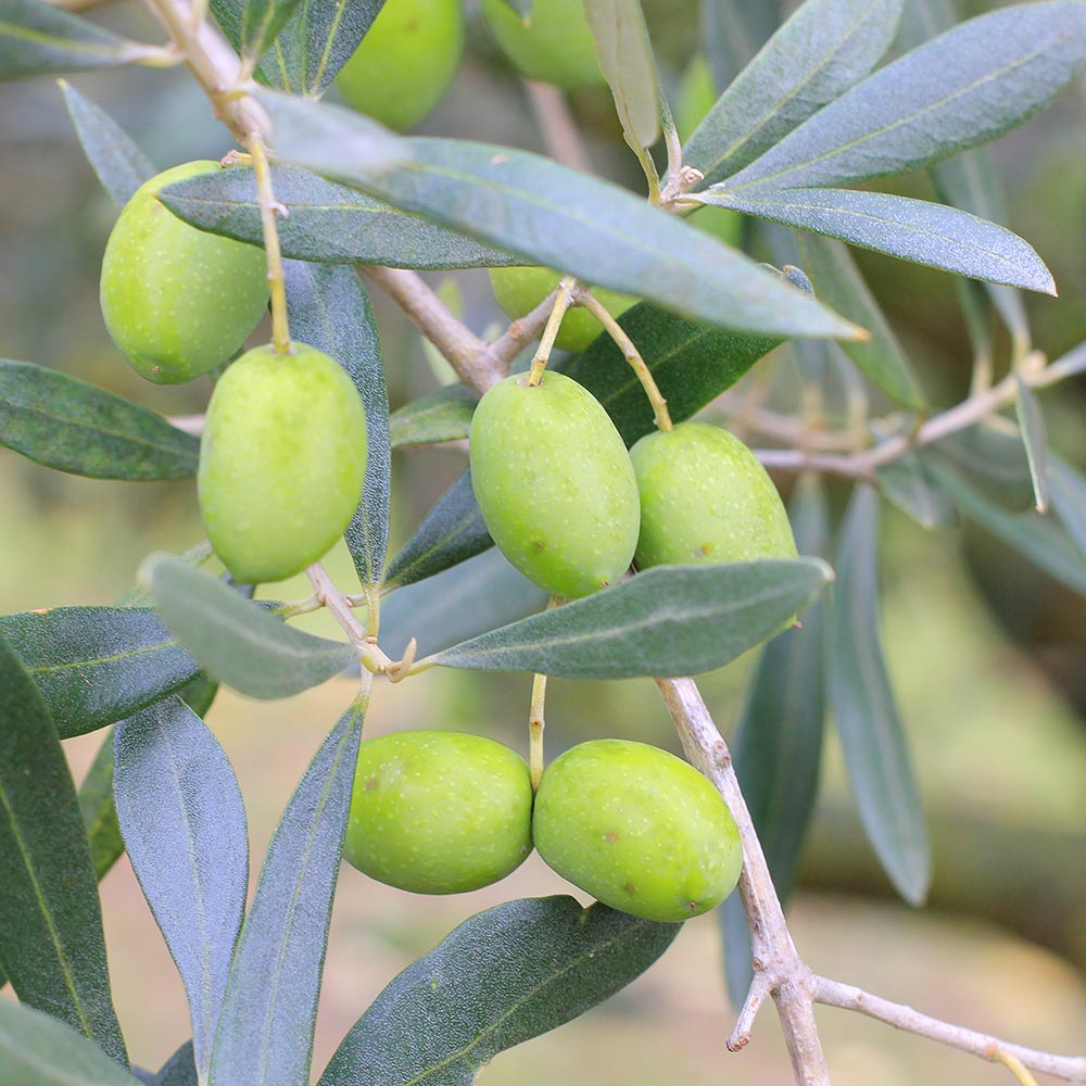 オリーブ ネバディロブランコ 【果樹の苗木 7号／1個売り】