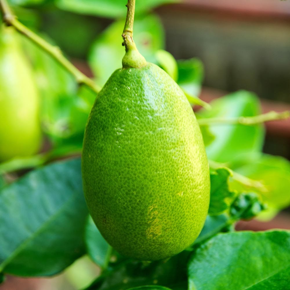 フィンガーライム ライムグリーン 【果樹の苗木 6号／1個売り】