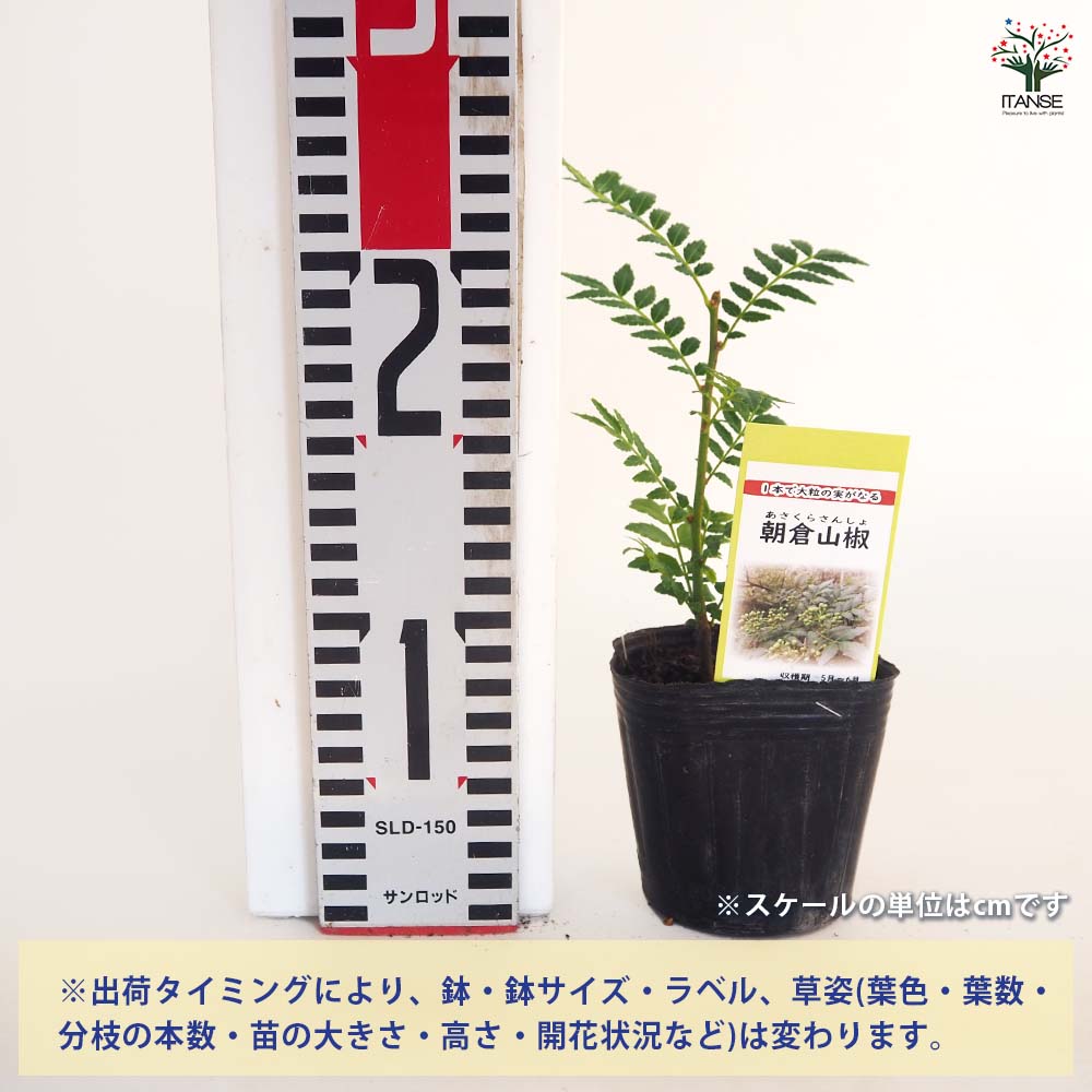 山椒の苗木 朝倉山椒 【果樹の苗 3号】｜ 【植物のITANSE】全品