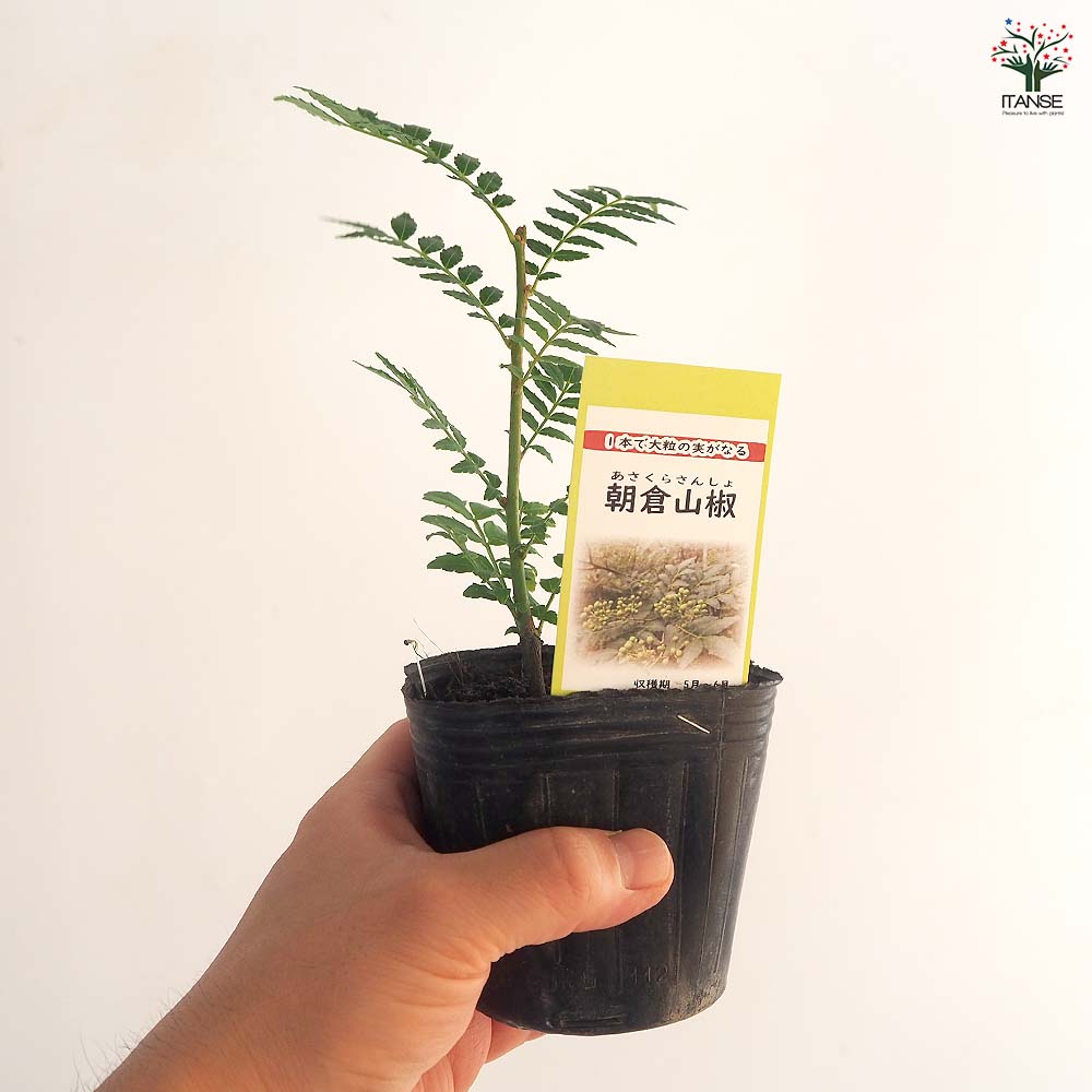 山椒の苗木 朝倉山椒 【果樹の苗 3号】｜ 【植物のITANSE
