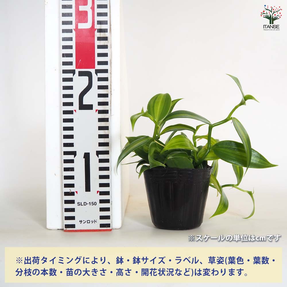 和バラニ苗 バニラの木 【果樹の苗 3号】｜ 【植物のITANSE】全品送料