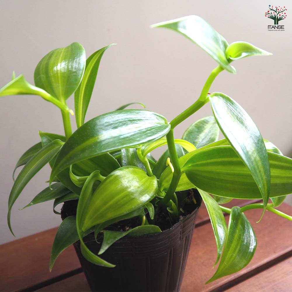 バニラの木 【果樹の苗 3号】｜ 【植物のITANSE】全品送料無料