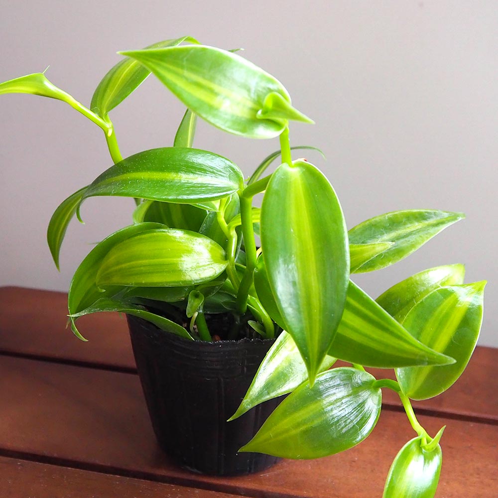 バニラの木 【果樹の苗 3号】