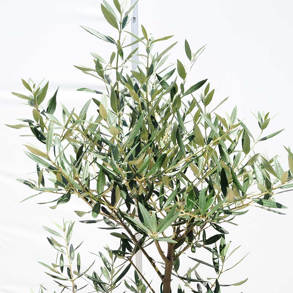 オリーブ ホジブランコ 白テーパ鉢 【果樹の苗木 7号／1個売り