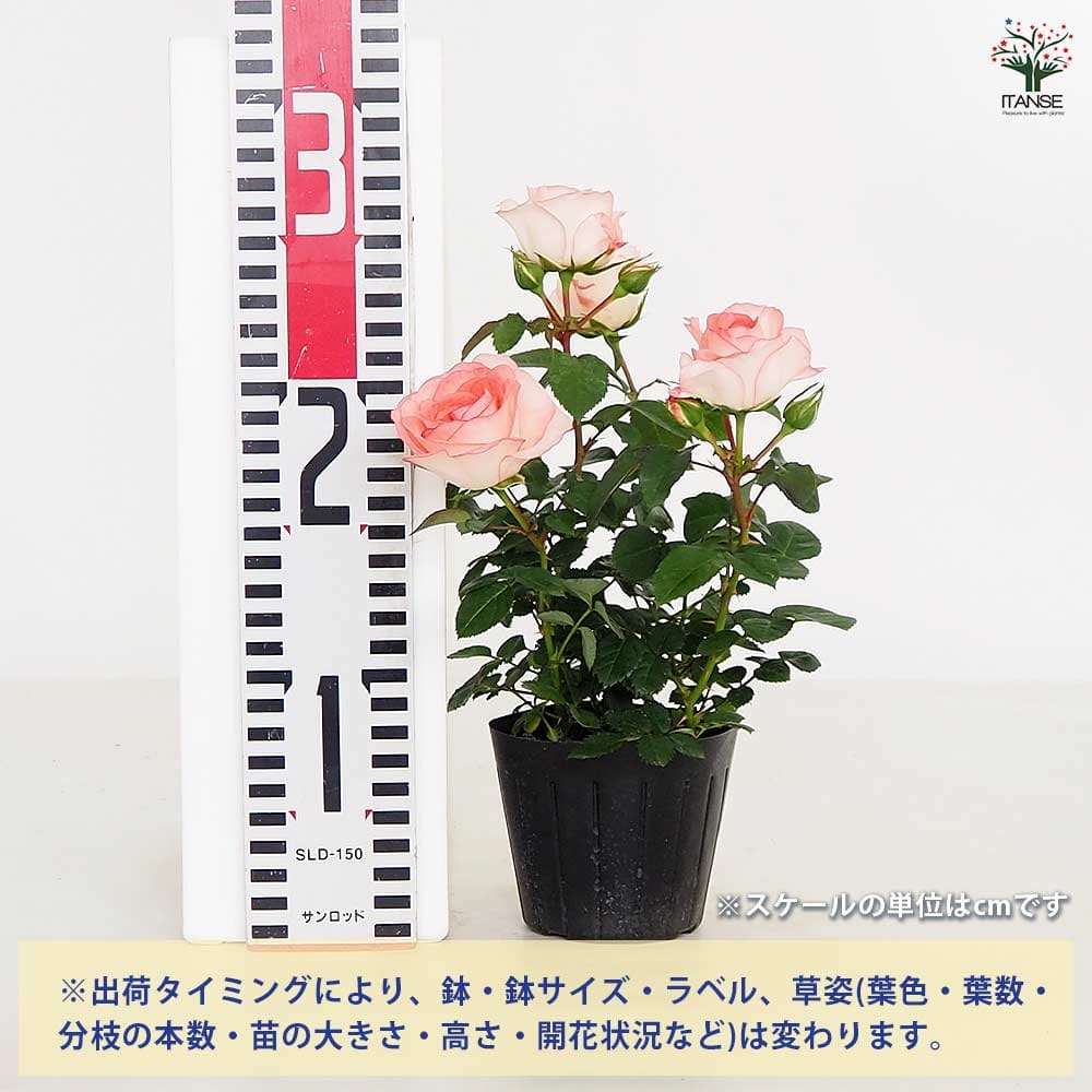 希少 人気4色の迷彩柄観葉植物(❁ᴗ͈ˬᴗ͈)ラブリーハート78cm
