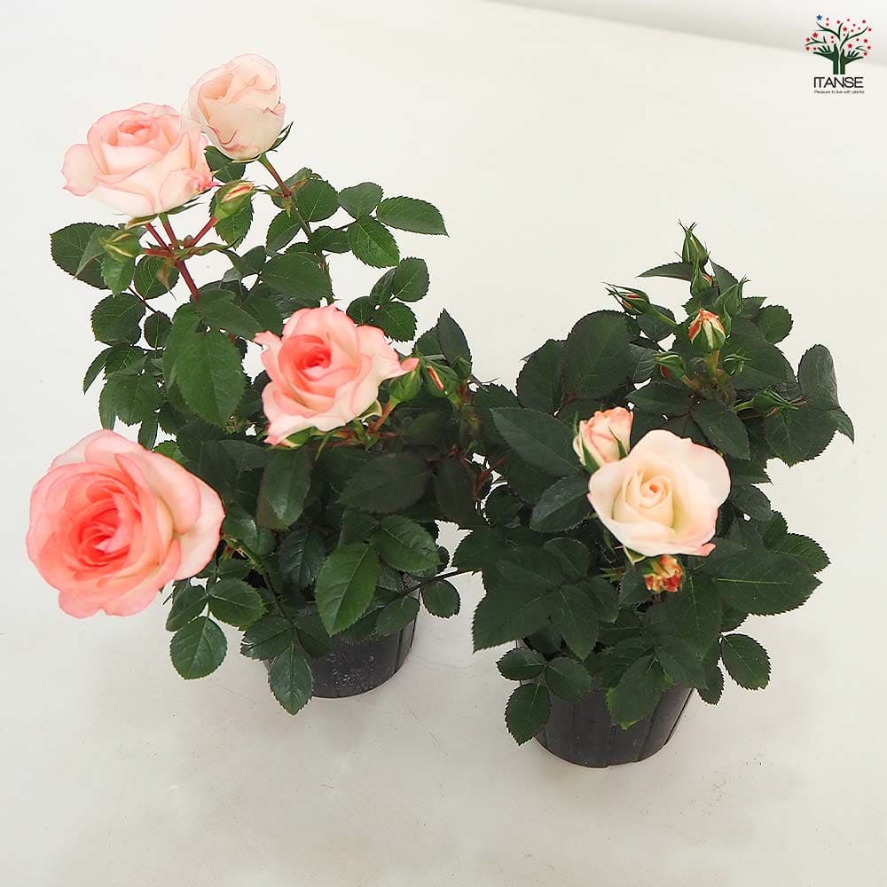 ミニ薔薇 ラブリーモア 【花木苗 3号】｜ 【植物のITANSE】全品