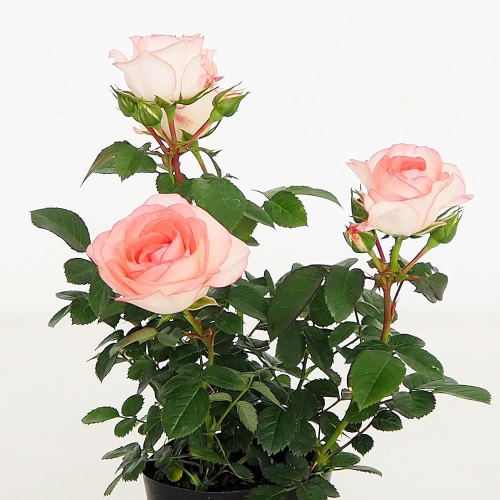 ミニ薔薇 ラブリーモア 【花木苗 3号】