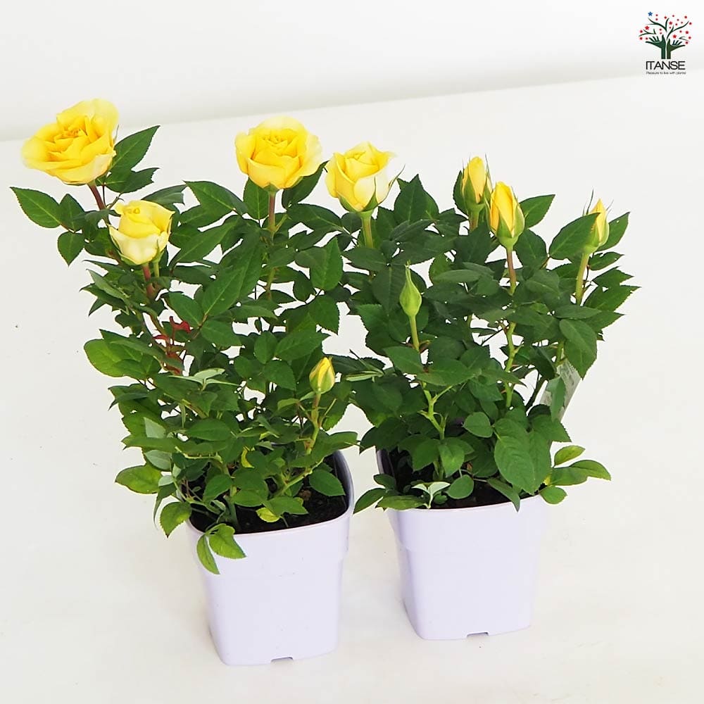 ミニ薔薇 コルダナ ゴールデンアロハ 【花木苗 3.5号】｜ 【植物の