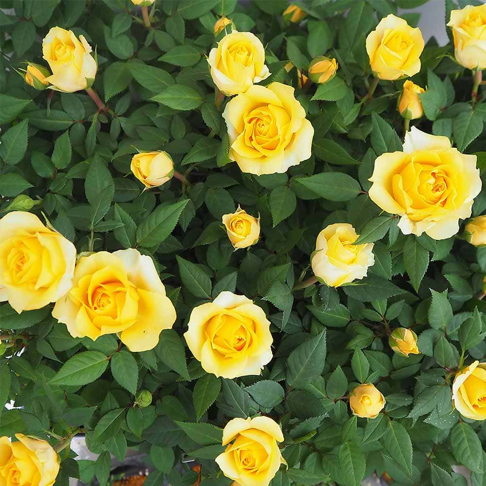 ミニ薔薇 コルダナ ゴールデンアロハ 【花木苗 3.5号】