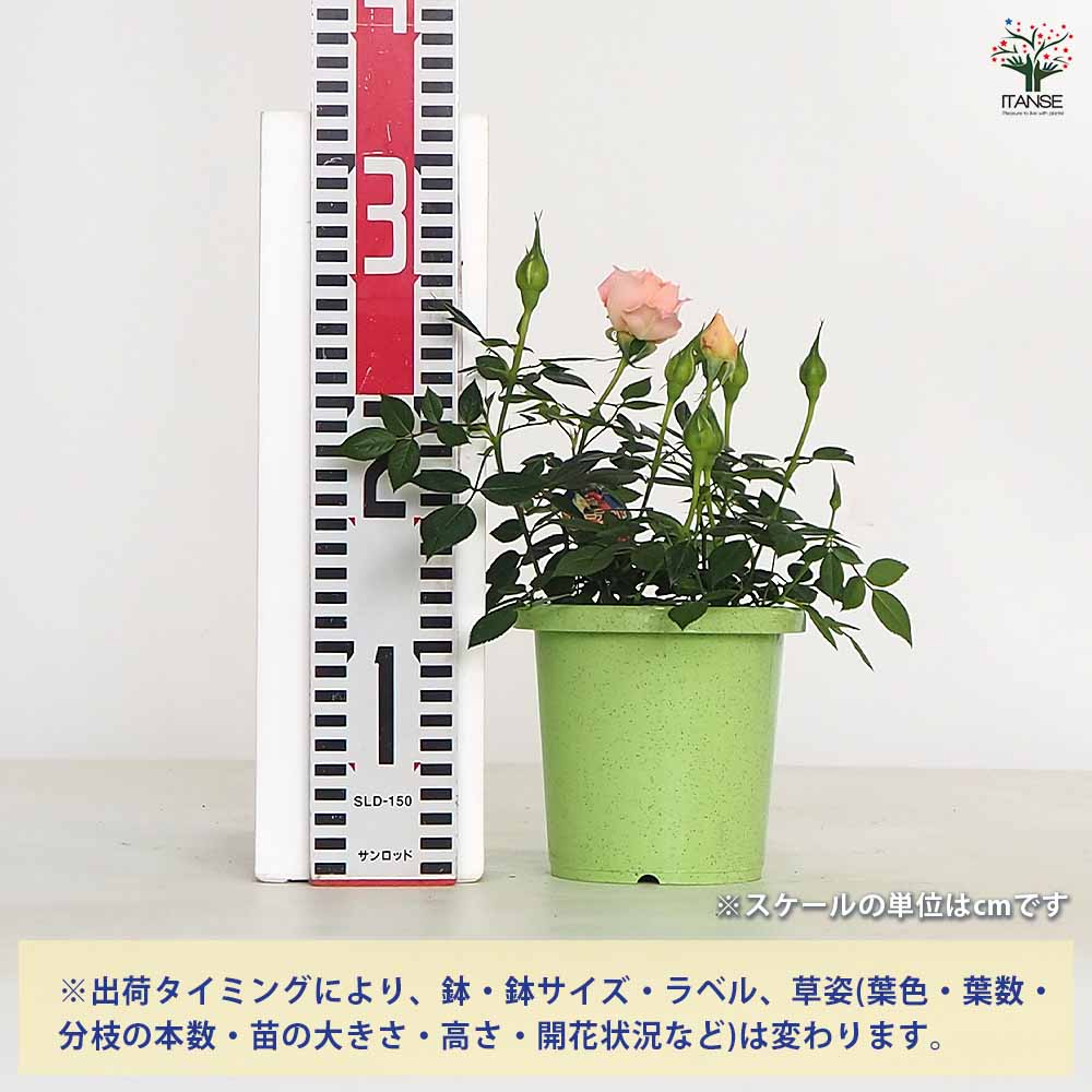 ミニ薔薇 さやか 【花木苗 4号】｜ 【植物のITANSE】全品送料