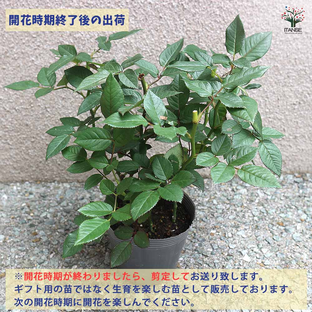 ミニ薔薇 さやか 【花木苗 4号】｜ 【植物のITANSE】全品