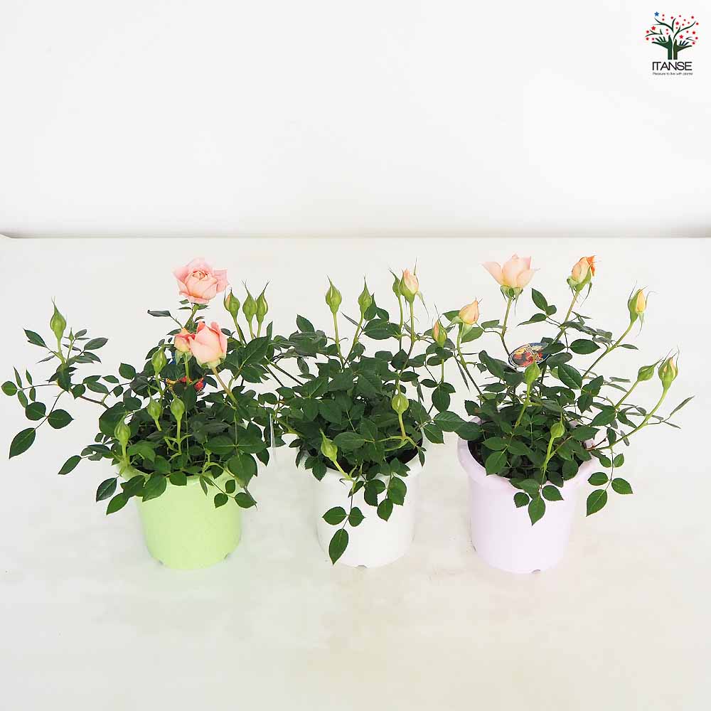 ミニ薔薇 さやか 【花木苗 4号】｜ 【植物のITANSE】全品