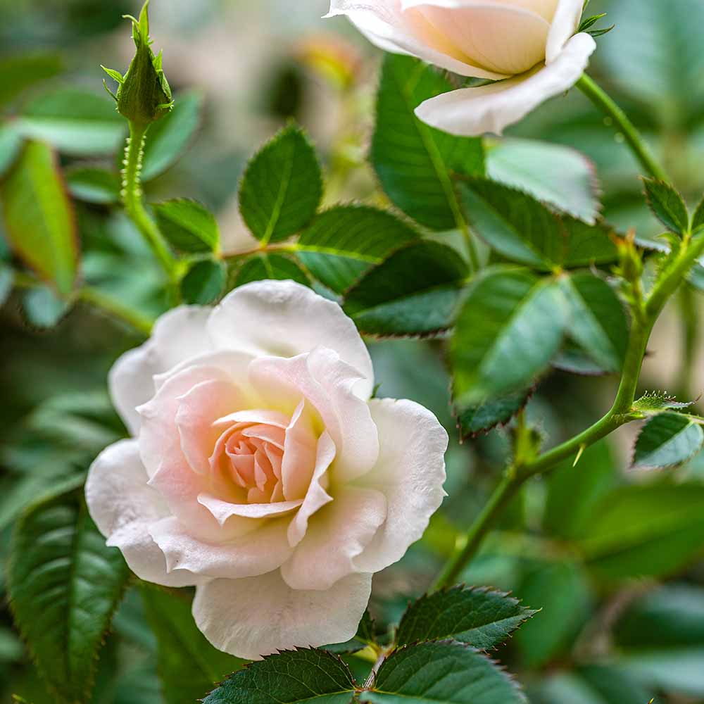 ミニ薔薇 さやか 【花木苗 4号】｜ 【植物のITANSE】全品