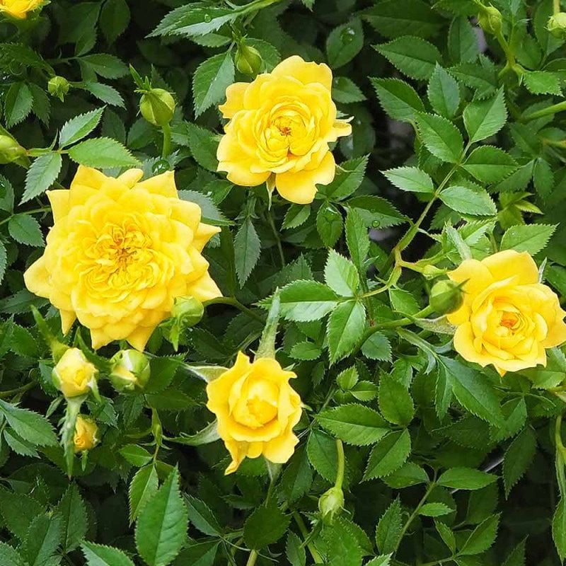薔薇の苗木 チュチュ・オプティマ ミニバラ【花苗 4号鉢】｜ 【植物の