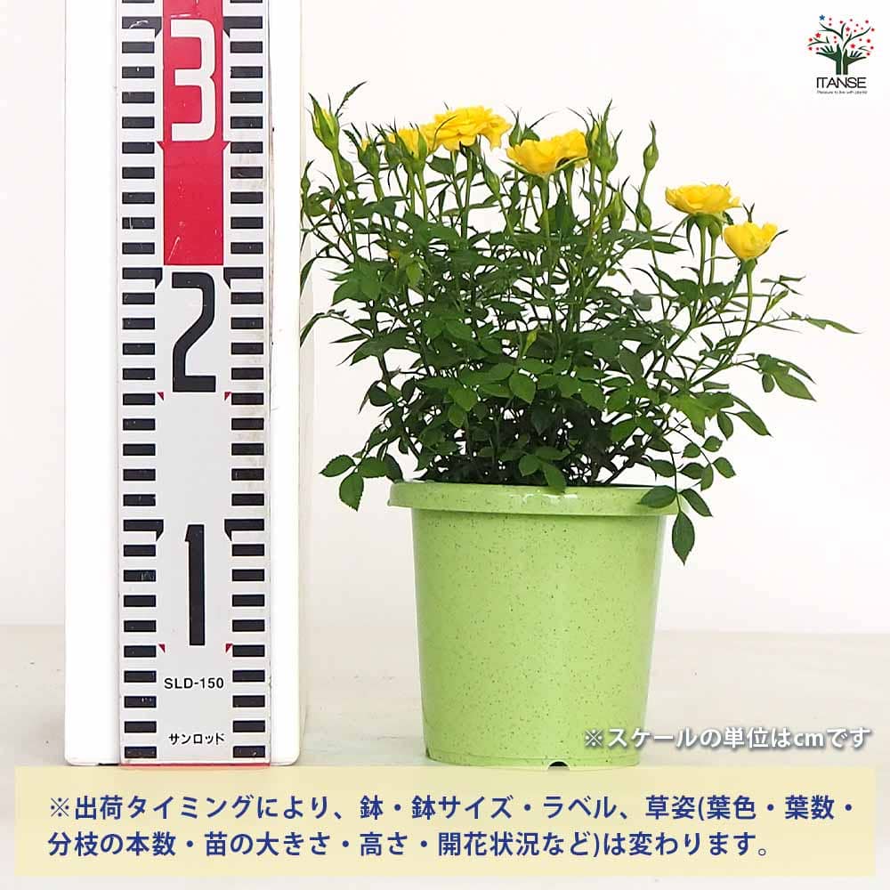 ミニ薔薇 サンリトル 【花木苗 4号】｜ 【植物のITANSE】全品