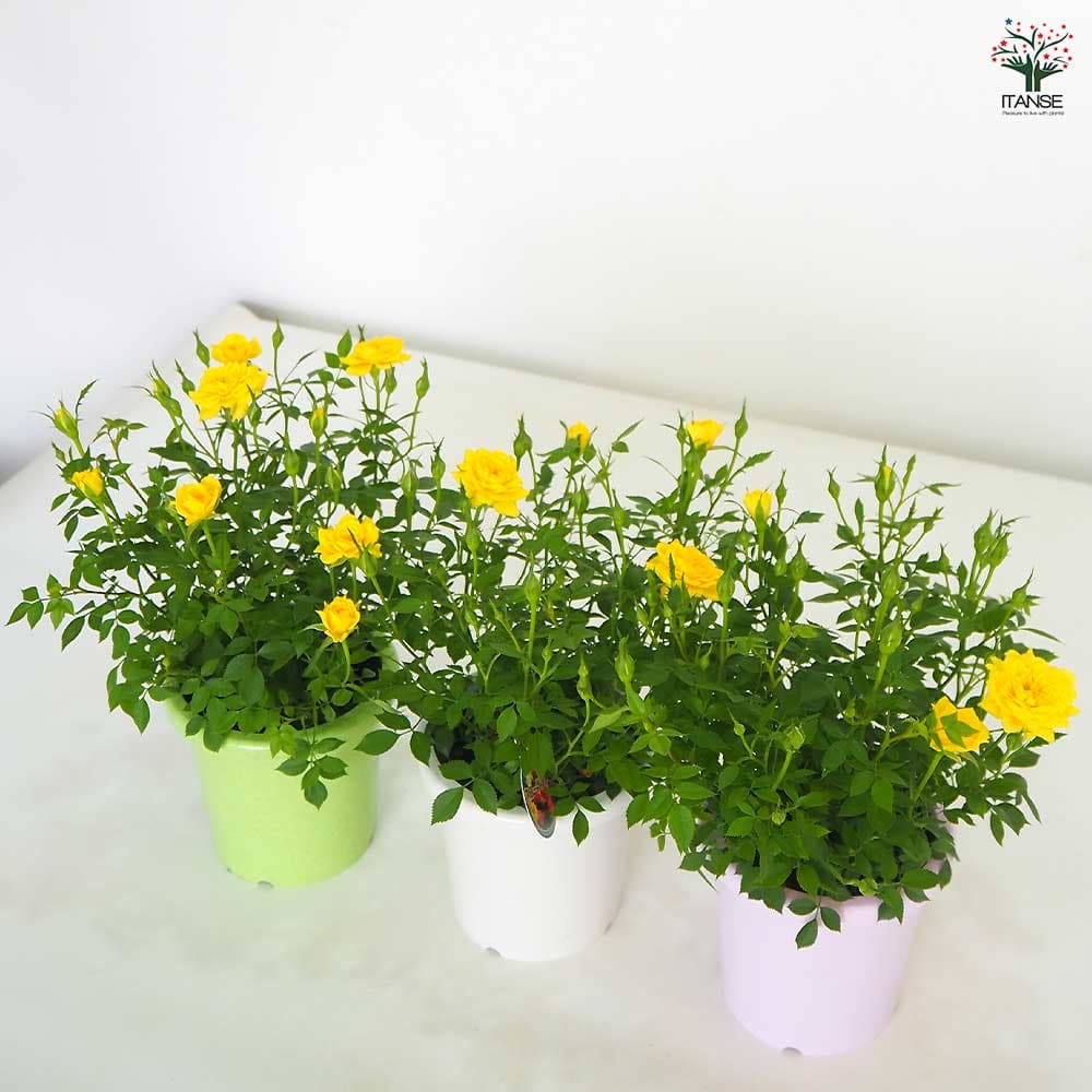 ミニ薔薇 サンリトル 【花木苗 4号】｜ 【植物のITANSE】全品