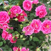 ミニ薔薇 スカイピンク 【花木苗 4号】|植木・花木