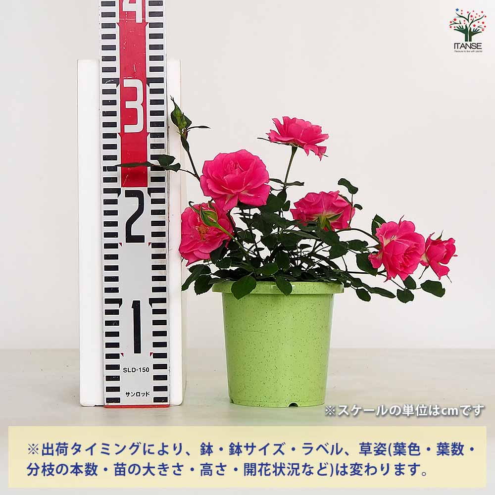 ミニ薔薇 スカイピンク 【花木苗 4号】｜ 【植物のITANSE】全品