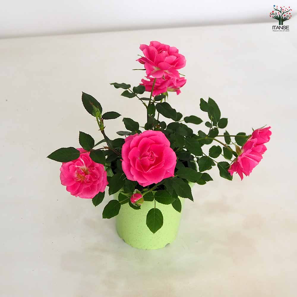 ミニ薔薇 スカイピンク 【花木苗 4号】｜ 【植物のITANSE】全品