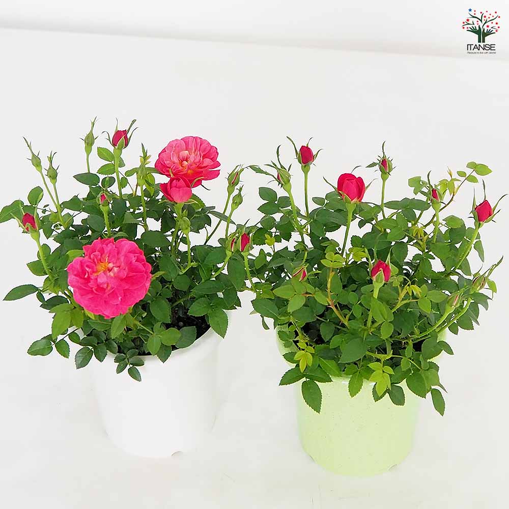 ミニ薔薇 プレシャス 【花木苗 4号】｜ 【植物のITANSE】全品