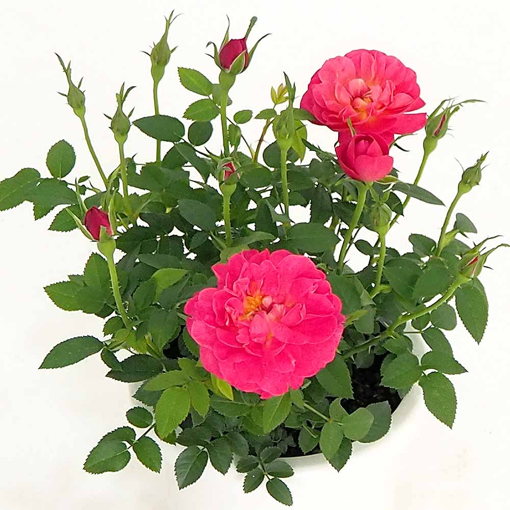 ミニ薔薇 プレシャス 【花木苗 4号】｜ 【植物のITANSE】全品