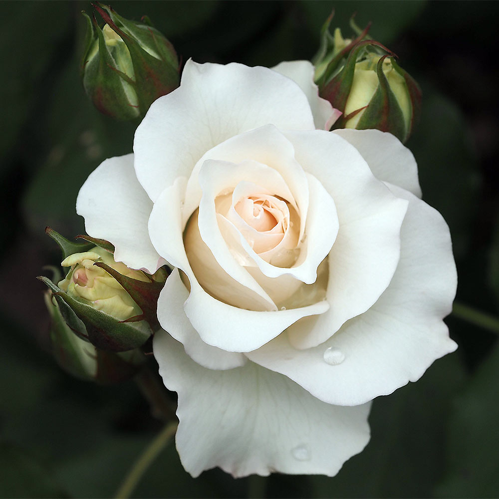 ミニ薔薇 アイムーン 【花木苗 3号】