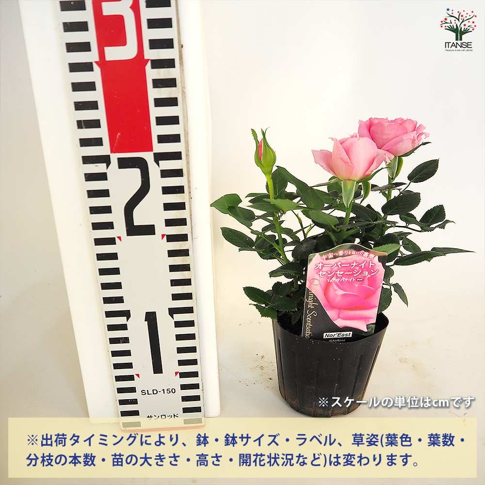 薔薇 ミニ薔薇 オーバーナイトセンセーション 【花木苗 3号