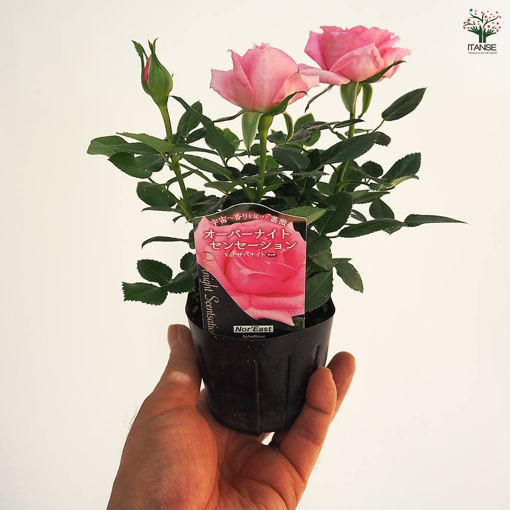 薔薇 ミニ薔薇 オーバーナイトセンセーション 【花木苗 3号