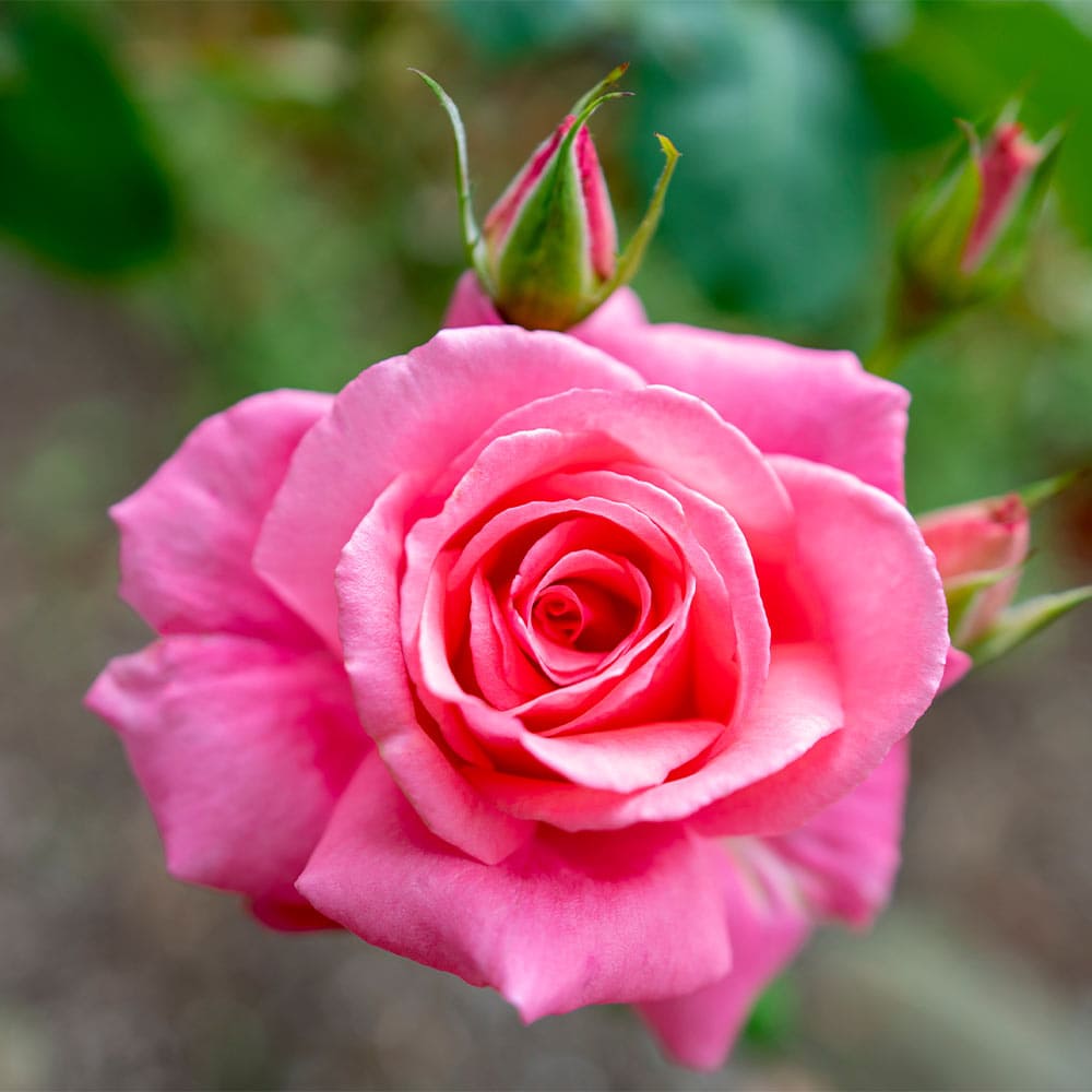 薔薇 ミニ薔薇 オーバーナイトセンセーション 【花木苗 3号