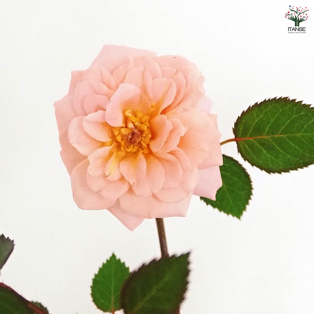 薔薇生花 みっちゃん 贈る – WABARA online store