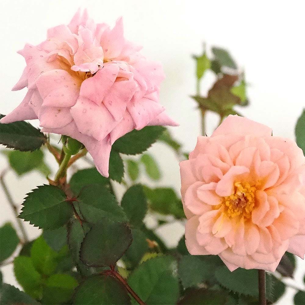 ミニ薔薇 テディベア 【花木苗 3号】