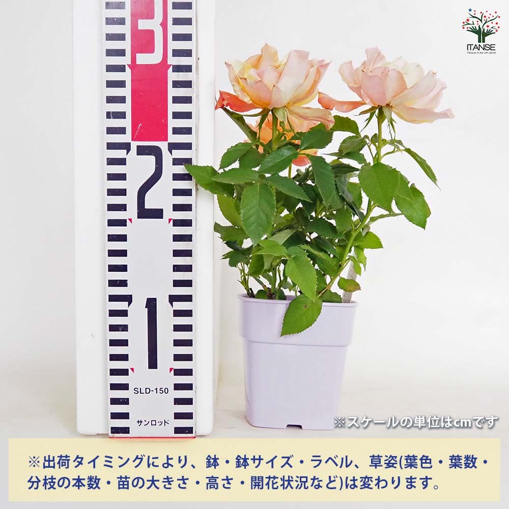 ミニ薔薇 マラクジャ 【花木苗 3.5号】｜ 【植物のITANSE】全品