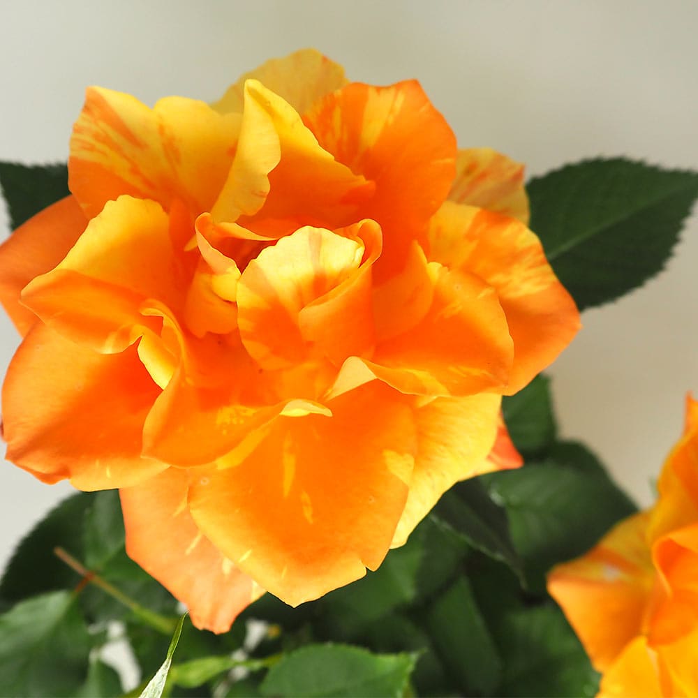 ミニ薔薇 マラクジャ 【花木苗 3.5号】