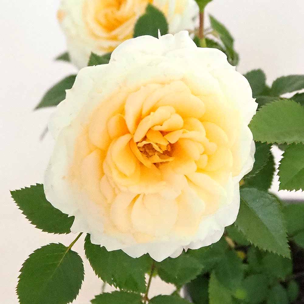 ミニ薔薇 ムーンライト 【花木苗 3.5号】