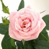 ミニ薔薇 ルージュピンク 【花木苗 3.5号】