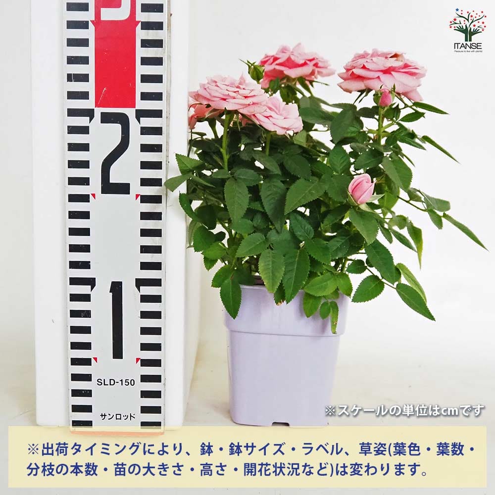 ガーデンピック（ローズ 薔薇）デコパージュ　ミニバラ　つるバラ　花柄　北欧雑貨 楽天市場】バラ 苗 フラワーカーペットローズ 【ピンク (修景