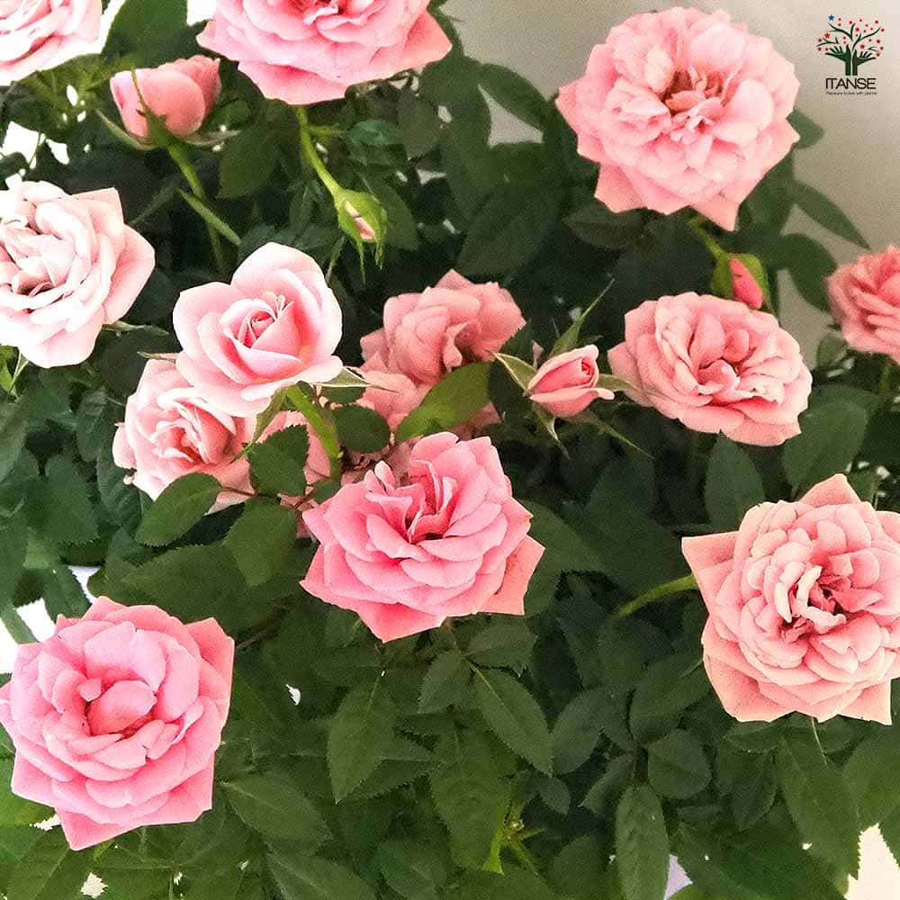 ミニ薔薇 ルージュピンク 【花木苗 3.5号】｜ 【植物の