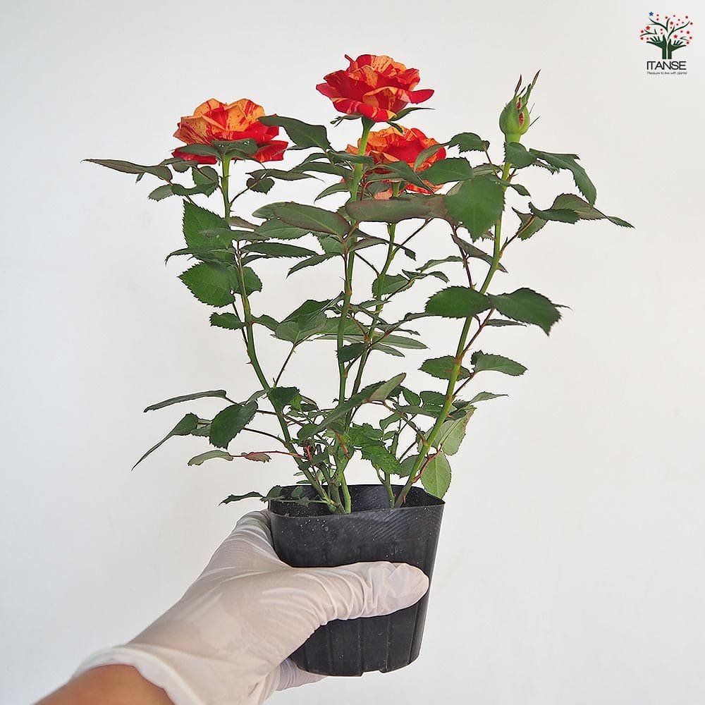 楽天市場】和 バラ 苗の通販 「モカリ様専用」 和バラ苗 切り花品種バラ