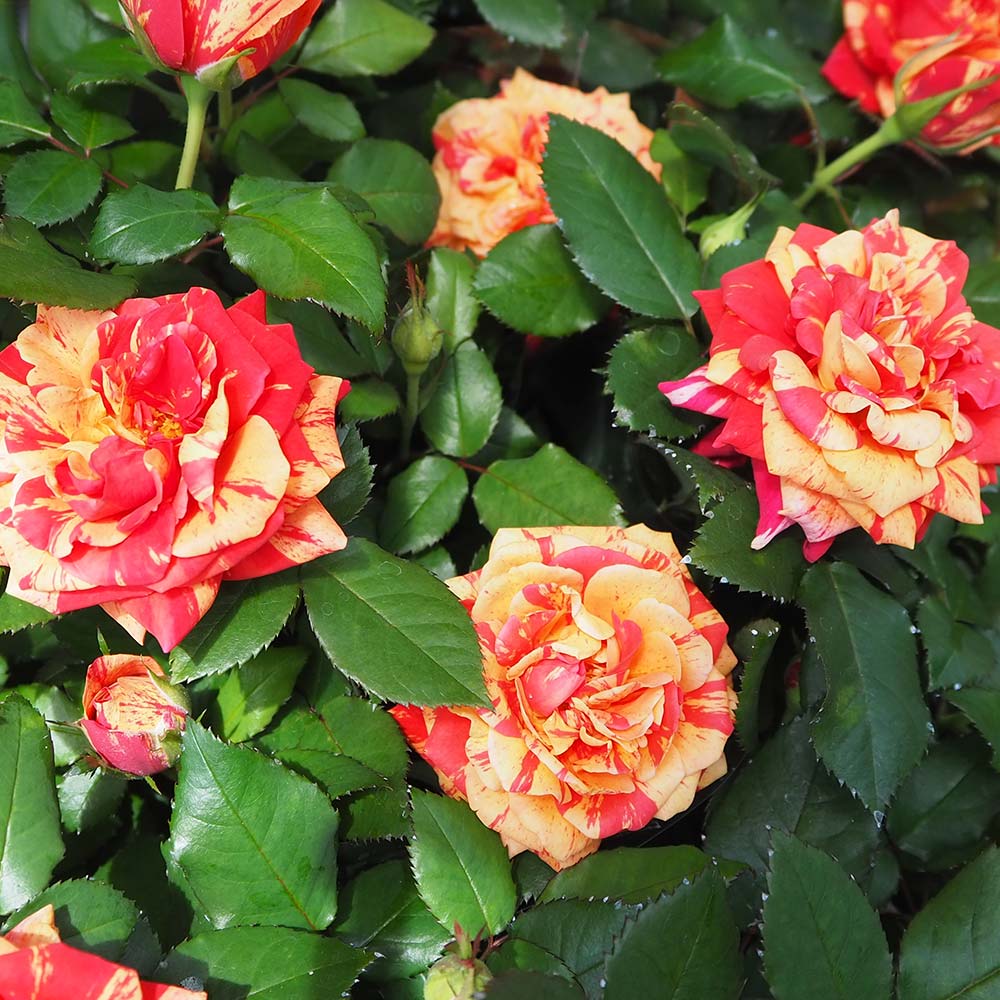 ミニ薔薇 ホーカスポーカス コルダナ 【花木苗 3号】