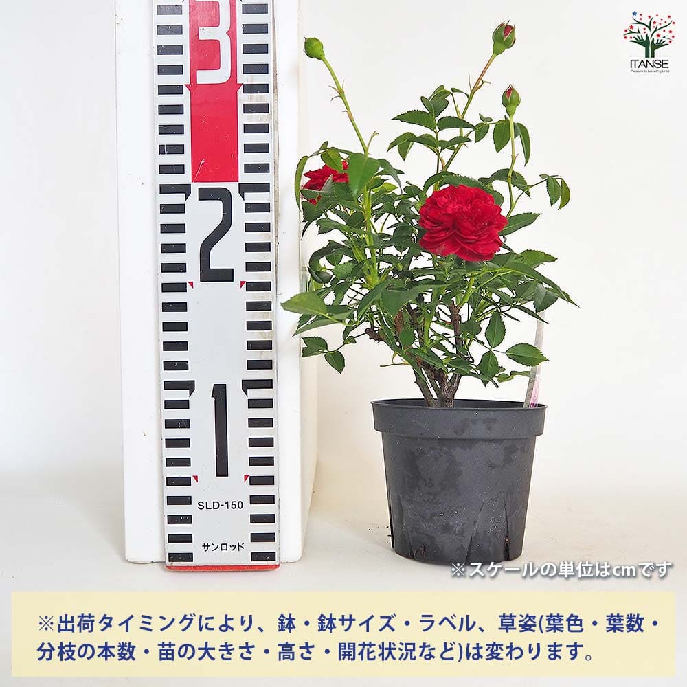 ミニ薔薇 トゥルーブルーム レッドキャプテン 【花木苗 3.5号