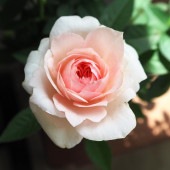 ミニ薔薇 クリームピンク ロスアロマ 【花木苗 3.5号】|バラ|花苗
