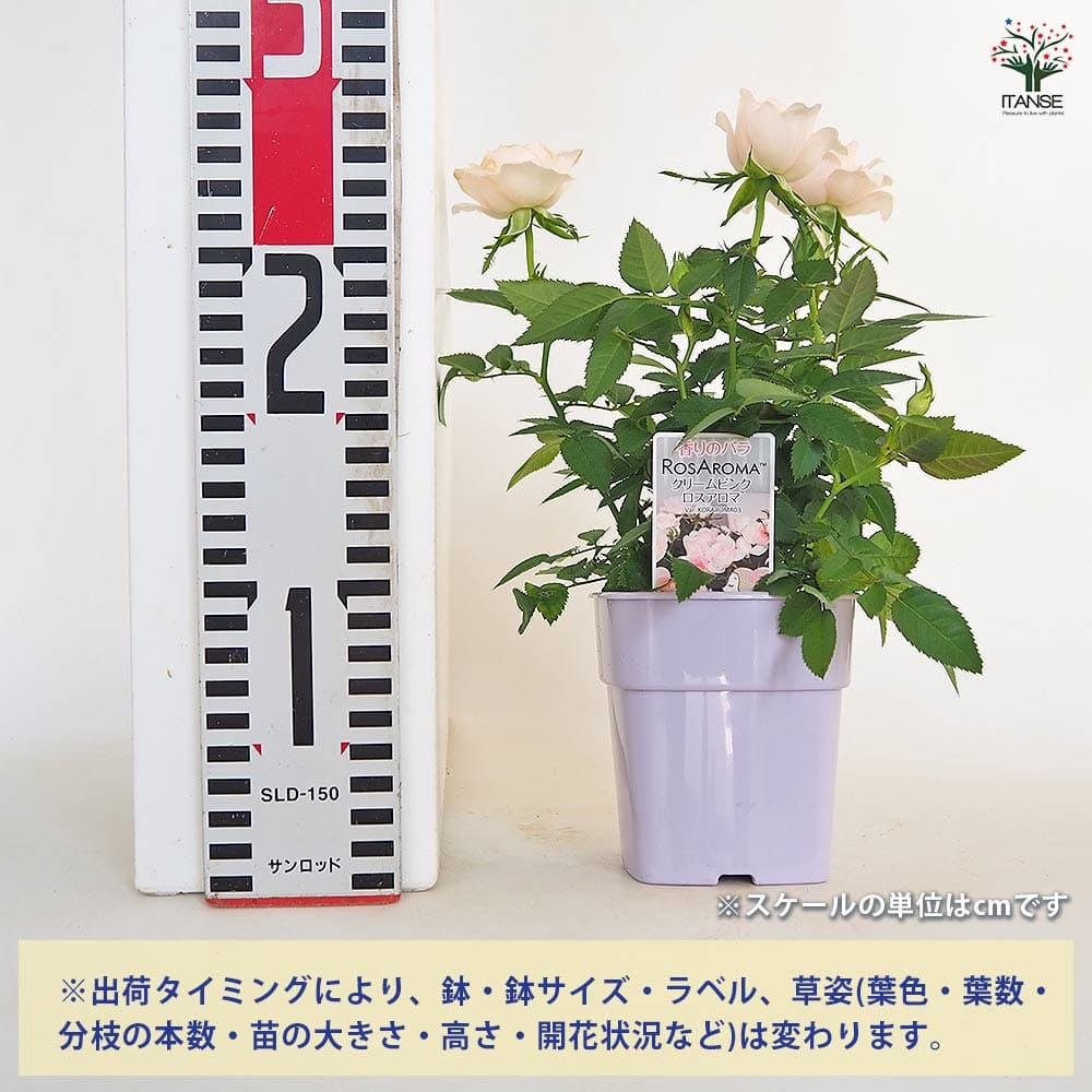 ミニ薔薇 クリームピンク ロスアロマ 【花木苗 3.5号】｜ 【植物の