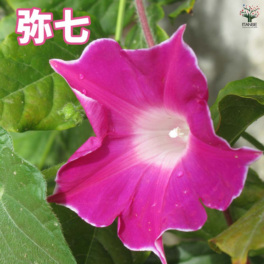 朝顔(アサガオ) かざぐるまシリーズ【花苗 3.5号】｜ 【植物の