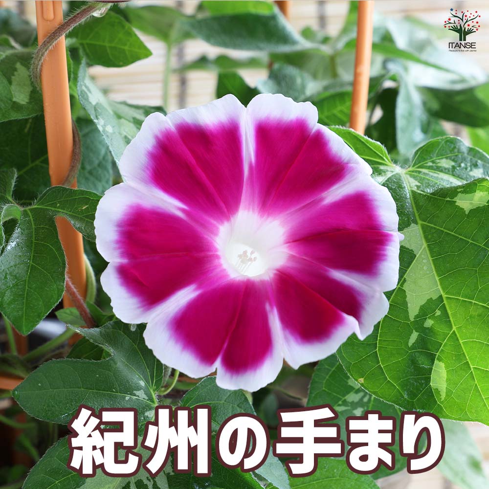 朝顔(アサガオ) 手まりシリーズ【花苗 3.5号】｜ 【植物のITANSE