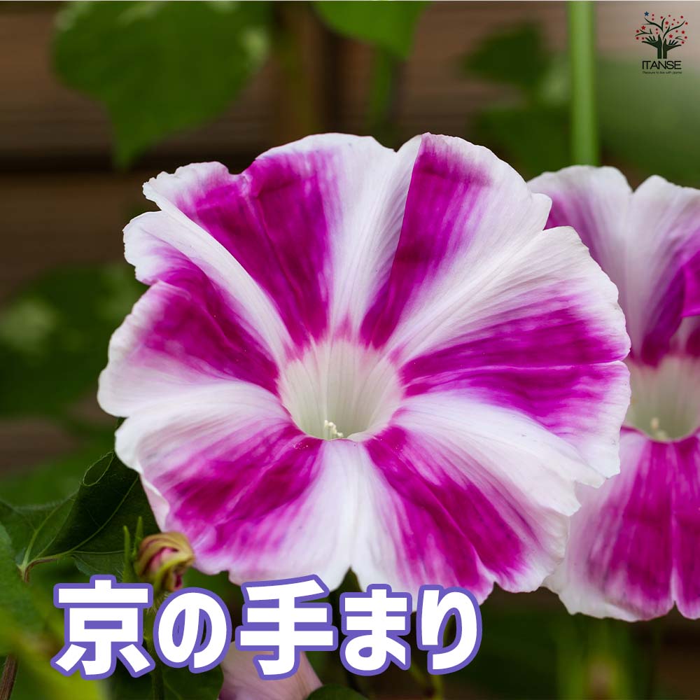 あさがお様ご確認ページ 朝顔(アサガオ) ご当地シリーズ 【花苗 3.5号】｜ 【植物の