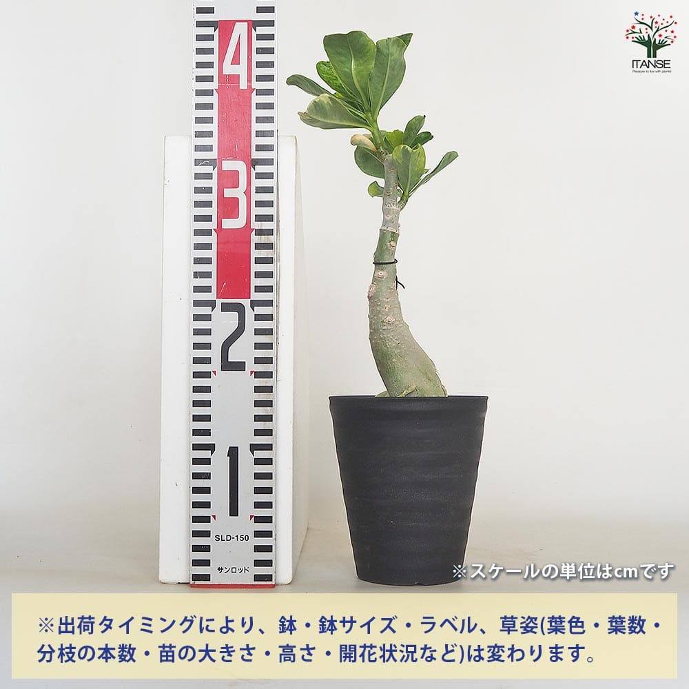 アデニウム オベスム 斑入 Dang Rung Thong 【観葉植物 4号／1個
